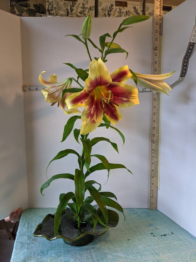 A Lily entry example